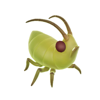 Aphid