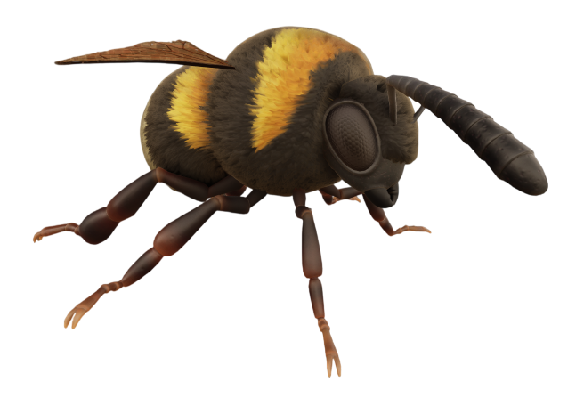 Bee