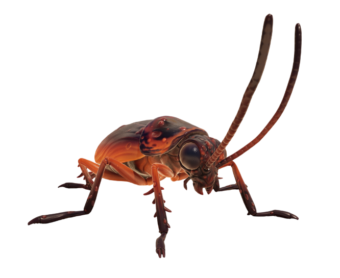 Cockroach