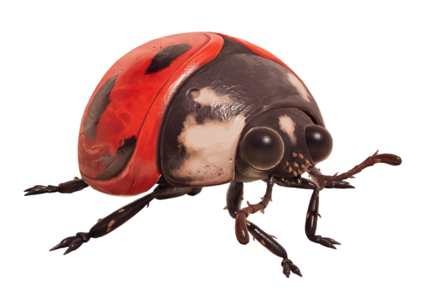 Ladybug