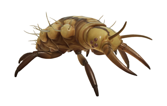 Larva
