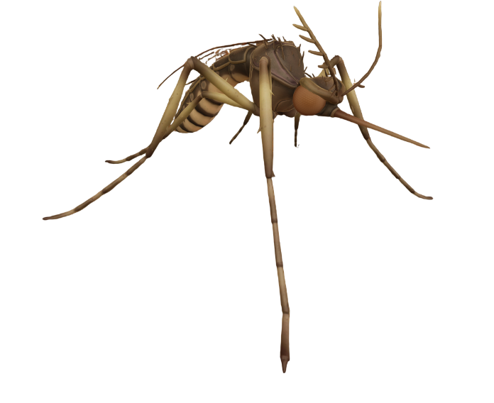 Mosquito