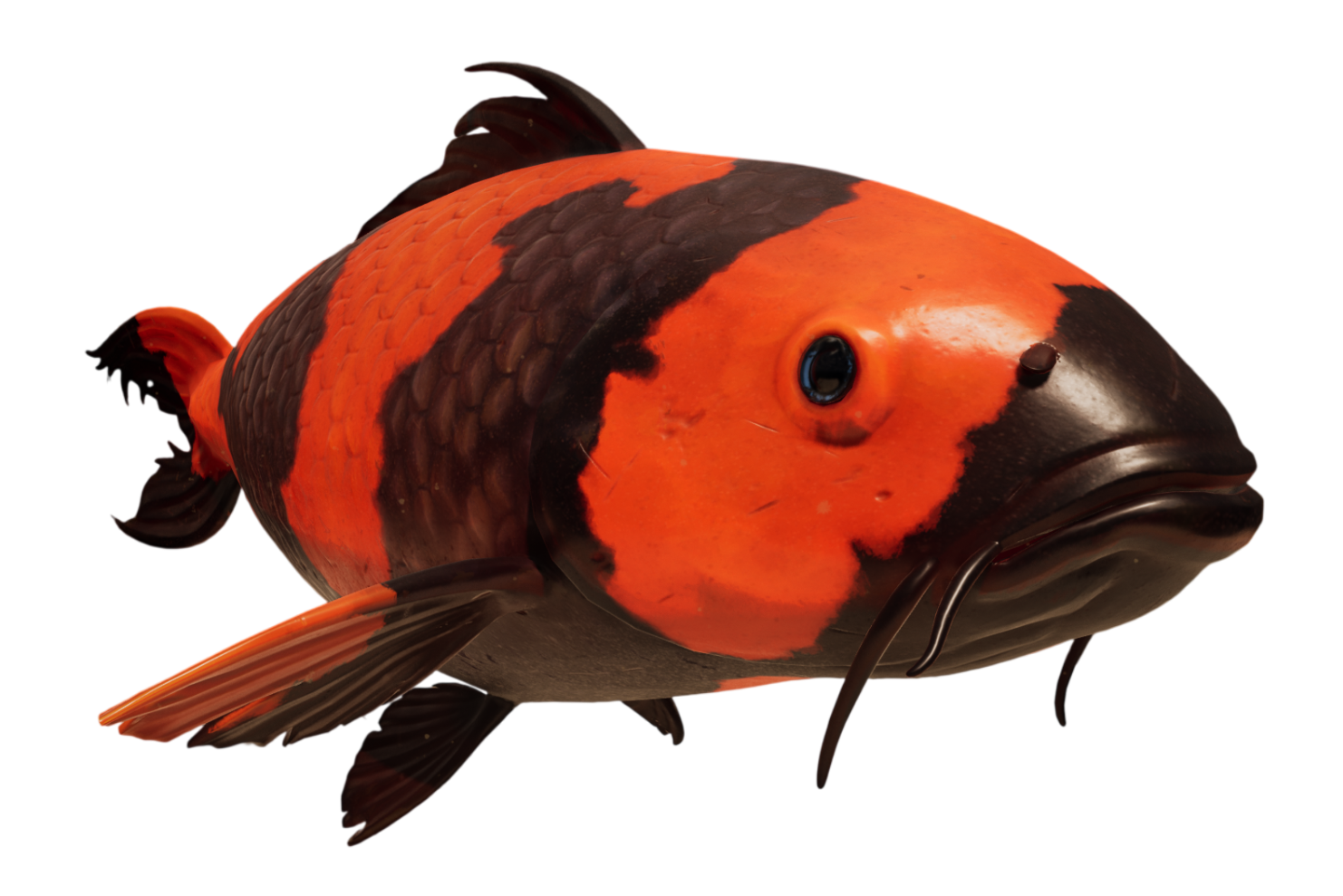 Oriole