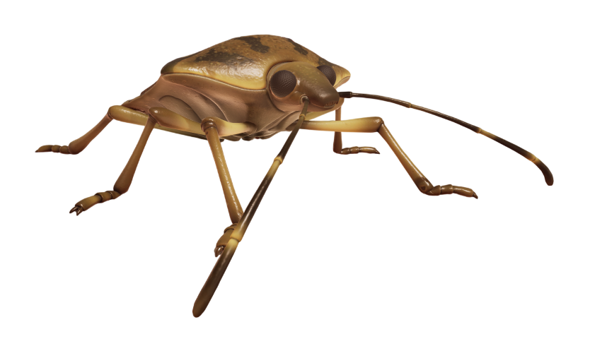 Stinkbug