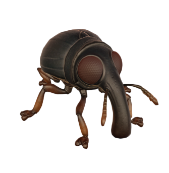 Weevil