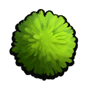 Algae